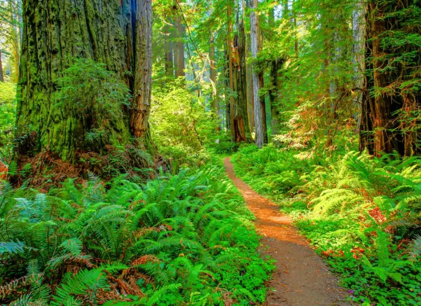 Exploring Redwood National Park: The Ultimate Travel Guide & Tips