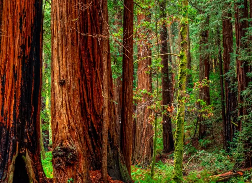 Redwood National Park hikes