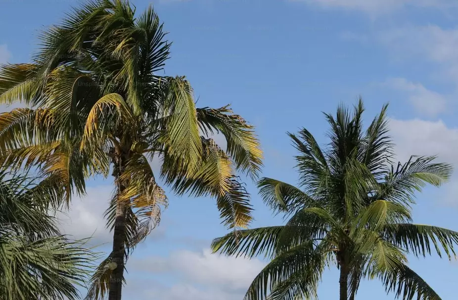 orlando crowd calendar orlando crowd calendar